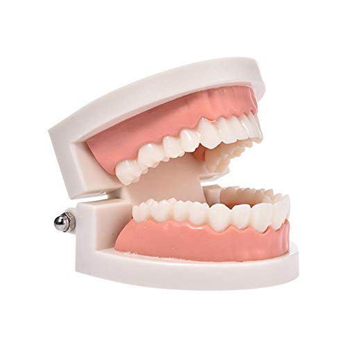 Zahnpflege Modell - Standard Zahnmodell Gebiss...