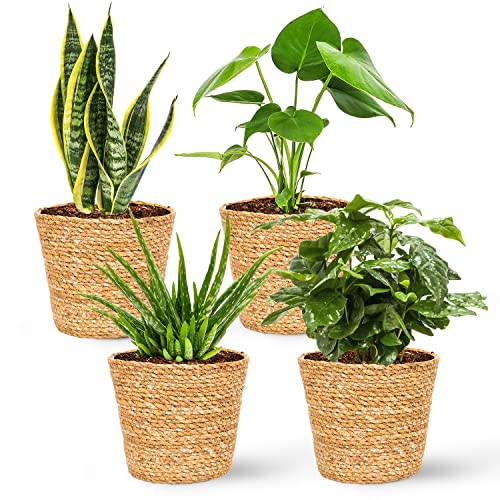 WLPlants Zimmerpflanzen Set 4er - 1x Aloe Vera...