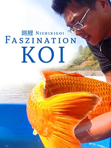 Nishikigoi - Faszination Koi