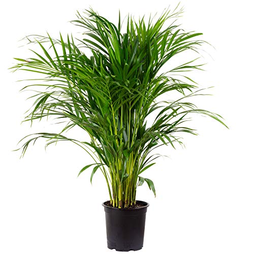 Goldfruchtpalme - Areca Dypsis Lutescens - Höhe...