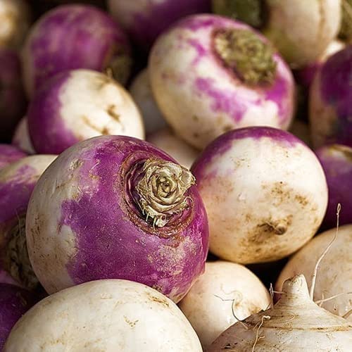 50 Stück Heirloom Rettich Samen Jährliches...