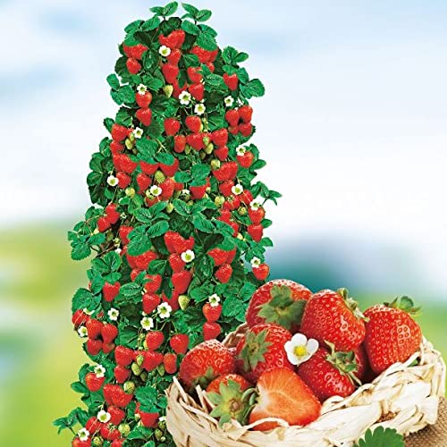 Kletter-Erdbeere - Erdbeerbaum (Partie von 5...