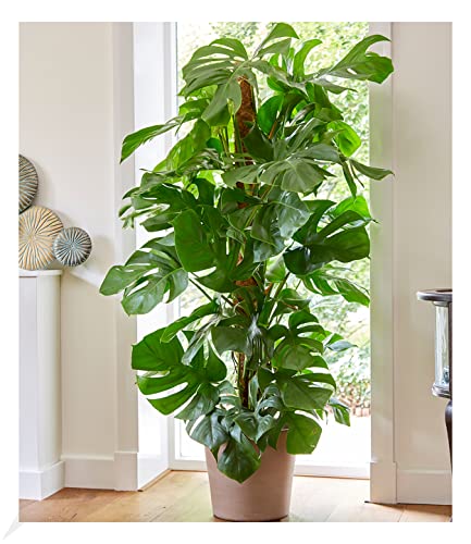 BALDUR Garten Monstera - Fensterblatt ca. 60-70 cm...